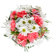 A radiant celebration of nature's renewal, this bouquet-designed with an eye for detail by a Blackwall florist-is a harmonious blend of bright white daisies and ruffled coral-pink carnations nestled within a ring of light green foliage. Clouds of airy baby's breath flutter between the main blooms, adding softness and a dreamy quality that conjures images of early summer mornings along Blackwall Reach. Tucked elegantly among the flowers are slender alstroemeria buds, their faint purple and blush streaks hinting at blooms yet to come, while eucalyptus leaves impart a gentle note of woodland freshness. The overall palette is light and uplifting, the round structure perfectly balanced and full, embodying both celebration and tranquility. Whether chosen for birthdays, anniversaries, or a token of encouragement, this bouquet would be at home in riverside flats or traditional residences near Billingsgate Market. Its detailed composition and subtle nod to Blackwall's riverside heritage make it a striking example of local floral craftsmanship, ideal for anyone seeking to send a meaningful gift or brighten a loved one's day across the East End.