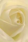 Nestled in the serene atmosphere of Blackwall, this close-up draws you into the delicate core of a cream-white rose, as if you were tracing the petal's journey from bud to blossom. The spiral arrangement of each petal is soft and inviting, its surface almost whisper-light-bearing the suggestion of morning dew caught just after sunrise over the docklands. Gentle, diffused light caresses the petals, deepening the ivory tones and creating subtle shadows that impart quiet drama and depth. The mood evokes peace and reflection, reminiscent of a tranquil walk beside the Thames or a private moment of remembrance. Local florists see this rose as emblematic of reverence and renewal, making it a heartfelt selection for expressing sympathy, admiration, or celebrating fresh beginnings. Its understated fragrance and meticulous arrangement echo the thoughtful care woven into every bouquet assembled for Blackwall homes and offices, ensuring that the beauty and sentiment reach beyond the flower to touch those it honours.